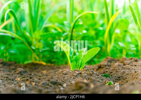 Junge Blätter von Weißkohlkeimlingen aus der Nähe im Boden im Gartenbeet. Grünkohlblätter bei Sonnenuntergang mit verschwommenem Hintergrund Stockfoto