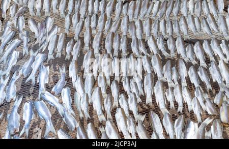 Getrockneter Fisch wird für die Konservierung von Lebensmitteln auf dem Meeresfrüchtemarkt in Thailand ins Netz gestellt. Stockfoto