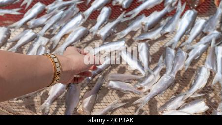 Weibliche Hand wählt den getrockneten Fisch, der auf dem Fischmarkt in Thailand für die Lebensmittelkonservierung ins Netz gestellt wird. Stockfoto