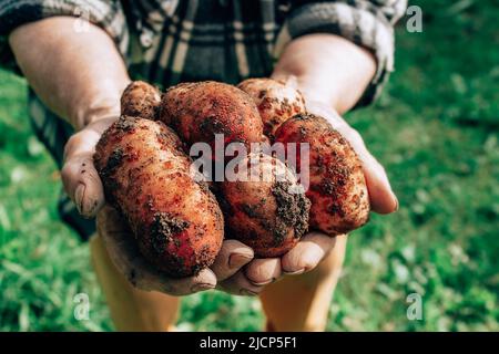 Frische Kartoffeln ernten die Hände sehr alter Frauen. Stockfoto