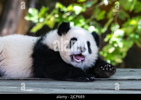 Ein riesiger Panda, ein niedliches Baby-Panda, das spielt, ein lustiges Tier Stockfoto