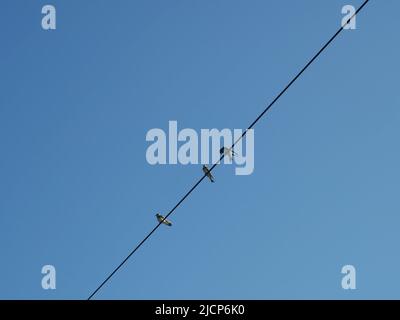 Drei Scheunenschwalben (Hirundo rustica) auf einer Stromleitung, fotografiert aus der Perspektive des Frosches Stockfoto