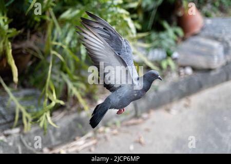 Bewegungsszene von Felstaube, die in der Luft fliegt, isoliert auf verschwommenem Hintergrund Stockfoto