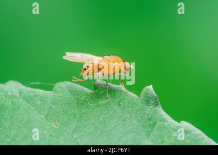 Tropische Fruchtfliege Drosophila Diptera Parasit Insektenpest aus nächster Nähe Stockfoto