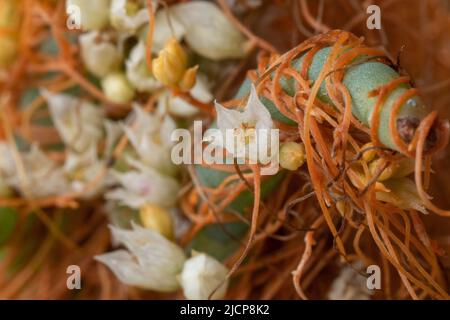 Goldenthread oder pacific Dodder (Cuscuta pacifica) ist eine parasitäre Pflanze, die auf Pickeweed (Salicornia) an der Pazifikküste von Kalifornien, USA, wächst. Stockfoto