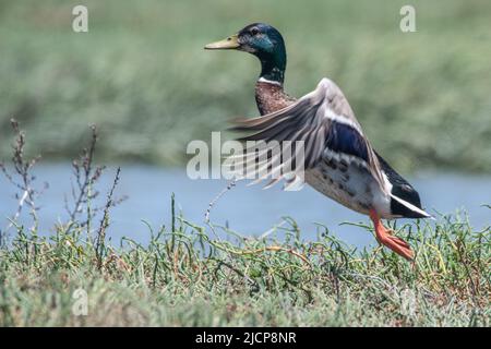 Mallard-Ente (Anas platyrhynchos) in einem Küstenhabitat mit Salzmarschen in der Don Edwards San Francisco Bay National Wildlife Refuge in Kalifornien, USA. Stockfoto