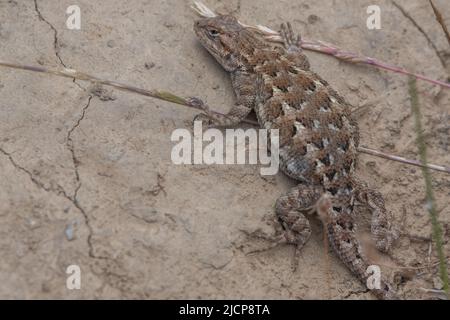 Eine gravige weibliche westliche Zauneidechse (Sceloporus occidentalis), die sich sonnt, wird bald ihre Eier legen. Aus der San Francisco Bay Region von Kalifornien. Stockfoto