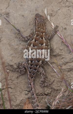 Eine gravige weibliche westliche Zauneidechse (Sceloporus occidentalis), die sich sonnt, wird bald ihre Eier legen. Aus der San Francisco Bay Region von Kalifornien. Stockfoto