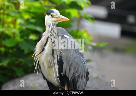 Gray Heron, Rochdale Canal, Hebden Bridge Stockfoto