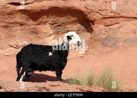 Schwarze Beduinenbeine, Wadi Rum, Jordanien Stockfoto