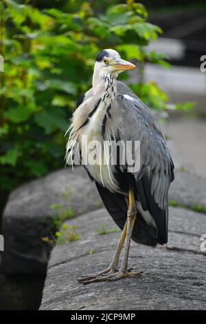 Gray Heron, Rochdale Canal, Hebden Bridge Stockfoto