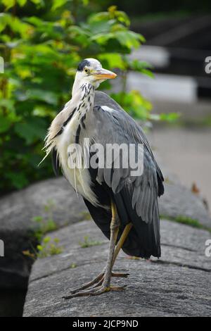 Gray Heron, Rochdale Canal, Hebden Bridge Stockfoto