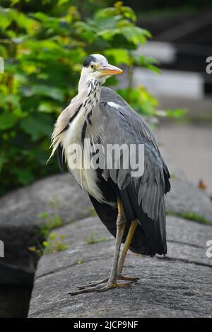 Gray Heron, Rochdale Canal, Hebden Bridge Stockfoto