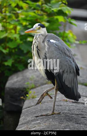 Gray Heron, Rochdale Canal, Hebden Bridge Stockfoto