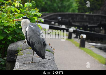 Gray Heron, Rochdale Canal, Hebden Bridge Stockfoto