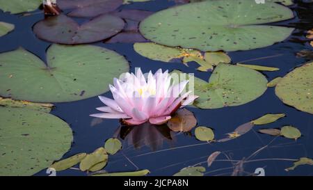 Wunderschöne rosa Lotusblume mit Wassertropfen auf den Blütenblättern, die im Teich blühen und grünen Lotusblättern. Stockfoto