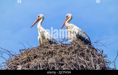 Zwei wunderschöne weiße Störche mit orangefarbenen Schnäbeln sitzen in einem Nest und genießen die frische, blaue Luft Stockfoto