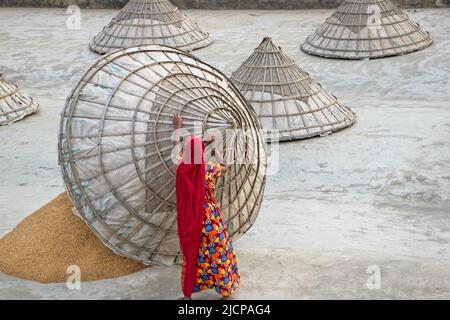 15. Juni 2022, Brahmanbaria, Chittagong, Bangladesh: Arbeiter bedeckt Reishügel mit riesigen, hutsförmigen Bambuszapfen auf einem Feld in Brahmanbaria, Bangladesch, nachdem sie in der sengenden Sonne getrocknet wurden. Dies ist eine traditionelle Methode, frisch gesammelter Reis nach dem Entfernen von Feuchtigkeit vor Regen und Nebel zu schützen. Der getrocknete Reis wird in kegelförmige Hügel gestapelt, so dass er unter die Zapfen passt. Reis ist das Grundnahrungsmittel von etwa 140 Millionen Menschen in Bangladesch. Es stellt fast 48 % der ländlichen Beschäftigung, etwa zwei Drittel der gesamten Kalorienzufuhr und etwa die Hälfte des gesamten Protein-i-Anteils bereit Stockfoto