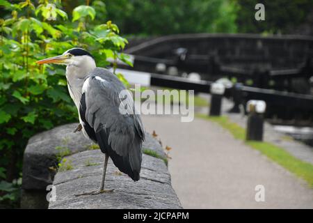 Gray Heron, Rochdale Canal, Hebden Bridge Stockfoto