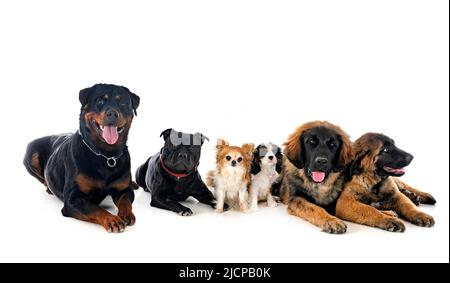 Gruppe von Hunden vor weißem Hintergrund Stockfoto