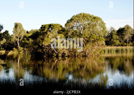 Jells Park Lake in der Nachmittagssonne - sieht attraktiv aus. Der Jells Park liegt am Dandenong Creek und wurde gegründet, um die Überschwemmung der Ferntree Gully Road zu stoppen. Stockfoto