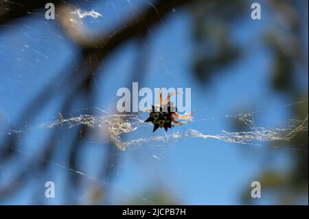 Six Horned oder Six Spined Spinnen (Gasteracantha Minax) sind hübsch - und furchterregend aussehend. Sie sind - für uns - ziemlich harmlos, aber sie schrecken Raubtiere ab. Stockfoto