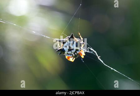 Six Horned oder Six Spined Spinnen (Gasteracantha Minax) sind hübsch - und furchterregend aussehend. Sie sind - für uns - ziemlich harmlos, aber sie schrecken Raubtiere ab. Stockfoto