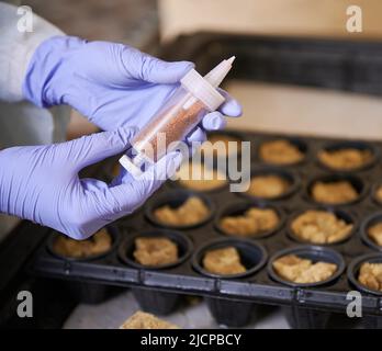 Nahaufnahme der weiblichen Hände in Gartengummihandschuhen, die die Sämaschine halten. Gärtnerin mit Saatgut-Aussaat-Werkzeug-Spritze für die Aussaat von Samen im Gewächshaus. Stockfoto