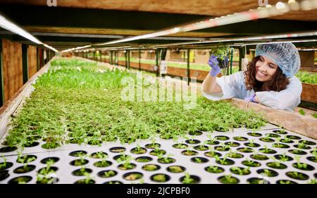 Frau, die einen Topf mit grünen Pflanzenkeimlingen hält. Weibliche Agronomin, die in der Nähe des Gewächshausregals mit Samenschalen steht, während sie die keimende Pflanze hält. Stockfoto