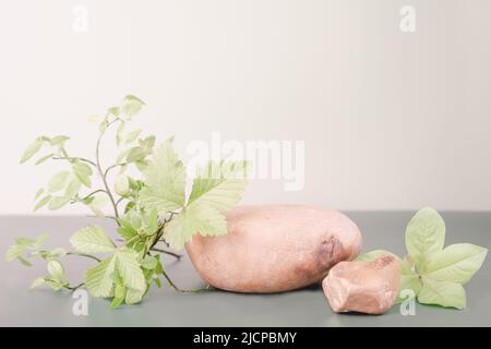 Natursteine und Pflanzenblätter auf grünem Hintergrund, Produktpodest Podium zur Präsentation, Schaufenster für neue kosmetische Präsentation. Stockfoto