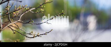 Panorama von Ästen mit Knospen auf verschwommenem Hintergrund. Junge Frühlingstriebe eines Baumes. Stockfoto