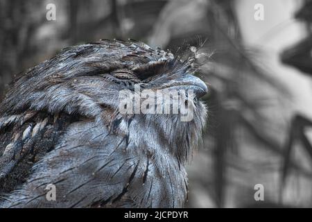 Ein kleiner kautz auf einem Baumstamm. Die Augen geschlossen und schlafen. Tierfoto eines Eulenvogels. Stockfoto