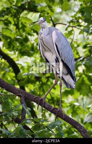 Grauer Reiher auf einem Baum. Vogel steht auf einem Ast und lauert auf Beute. Tierfoto aus der Natur Stockfoto