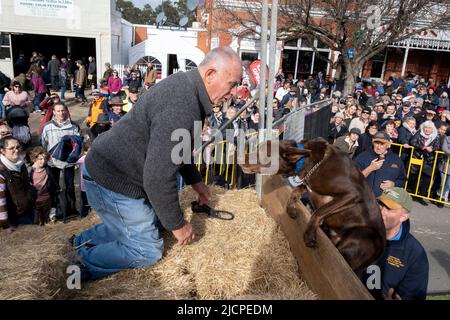 Ein Kelpie-Hund klettert während eines Rennens am Kelpie Muster in Casterton, Victoria, Australien, eine Wand Stockfoto