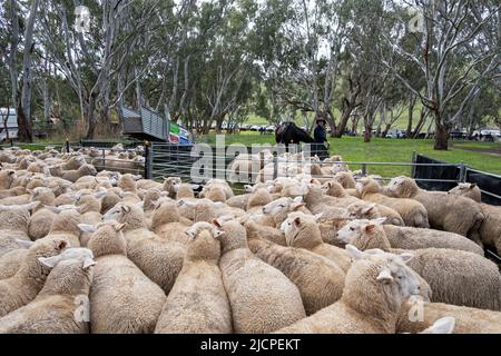 Border Leicester - Merino überqueren Schafe in einem Haltefeder an der Carsterton Australian Kelpie Muster. Carsterton, Victoria, Australien Stockfoto