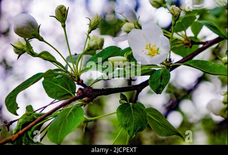 apfelbaum blühte im frühen Frühjahr, schöne Blüte, Stockfoto