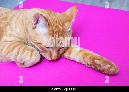 Die rote Katze liegt aus nächster Nähe auf einem rosa Hintergrund Stockfoto