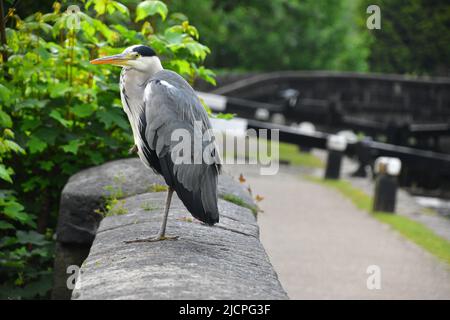 Gray Heron, Rochdale Canal, Hebden Bridge Stockfoto