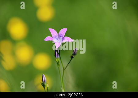 Lila Bluebell Blume und Knospen auf Sommerwiese. Wilde Blumen im grünen Gras Stockfoto