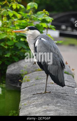 Gray Heron, Rochdale Canal, Hebden Bridge Stockfoto