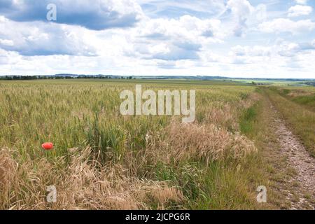 Ein staubiger Pfad zwischen Getreidefeldern mit rotem Mohn im Frühling unter weißen Wolken. Stockfoto