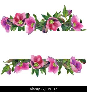 Aquarell-Hellebore-Set isoliert auf dem Hintergrund. Handgezeichnete Aquarellillustration. Botanische Blume Set Ranunculaceae Familie. Immergrüne Pflanze Stockfoto