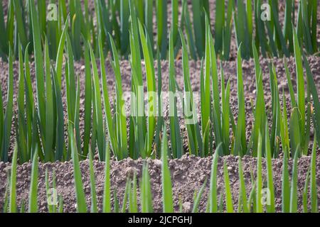 Die Reihen der japanischen Naganegi-Zwiebeln auf dem Feld Stockfoto