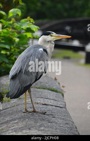 Gray Heron, Rochdale Canal, Hebden Bridge Stockfoto