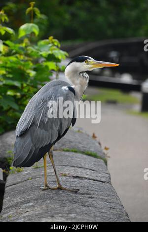 Gray Heron, Rochdale Canal, Hebden Bridge Stockfoto