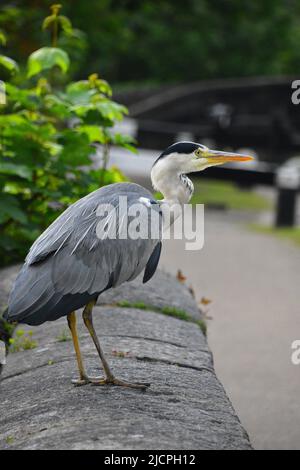 Gray Heron, Rochdale Canal, Hebden Bridge Stockfoto