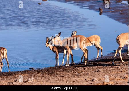 Eine Gruppe von Impalas, die aus einem Wasserloch im Etosha National Park, Namibia, trinken. Stockfoto