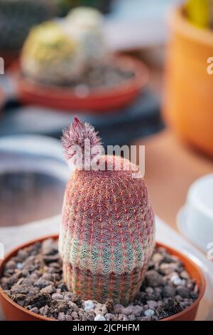 Rosa Kaktus, Echinocereus rigidissimus in einem Topf. Nahaufnahme. Stockfoto