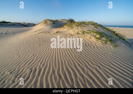 Gulf Croton und Beach Morning Glory oder Railroad Rebe wachsen auf den Vordunen auf South Padre Island, Texas. Stockfoto