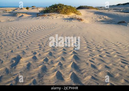 Wellenmuster auf den Vordunen auf South Padre Island, Texas. Stockfoto